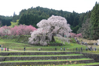 春の陽気に誘われて、又兵衛桜へ