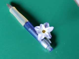 うえ爺さん８弁ありましたよ！　暇～人