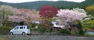 和歌山のサクラ