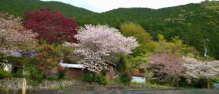 行く春を惜しんで