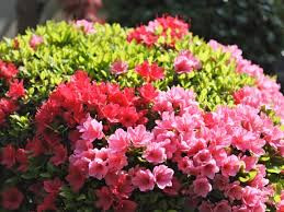 サツキとツツジの違い