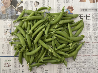 ズボラ百姓日記4月12日