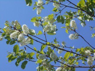 　竜田川散策　こんな花