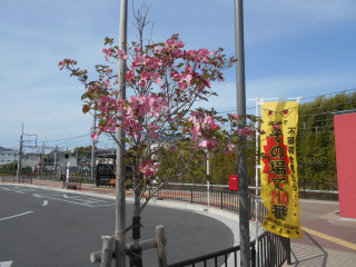 タイガース情報　大山今季初ホームラン