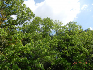 裏山を歩きました。