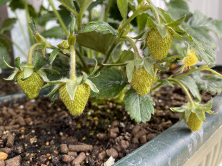 ズボラ百姓日記4月21日