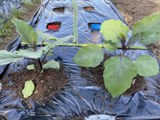 ズボラ百姓日記4月27日