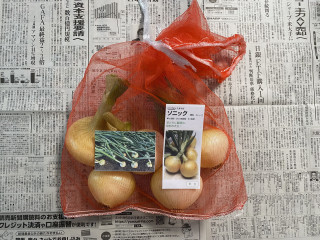 タマネギの収穫