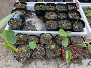 ズボラ百姓日記5月16日