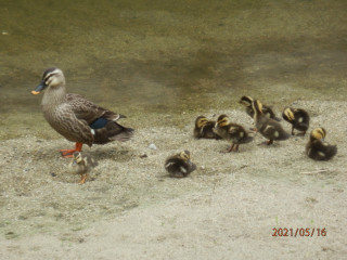 竜田川　カルガモ観察2日目