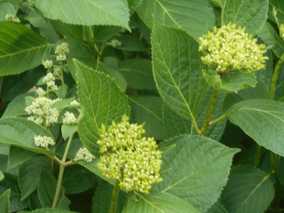 梅雨入り二日目