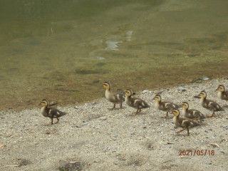 梅雨入り3日目　カルガモ親子観察4日目