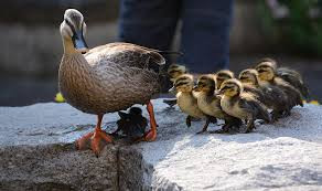 カルガモの引っ越し