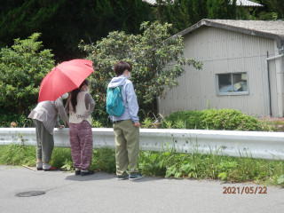 梅雨の晴れ間　カルガモ一家の安否確認