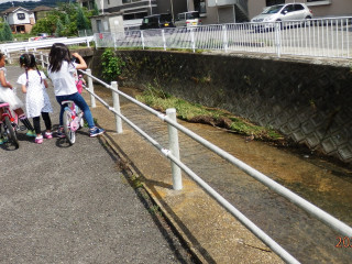 梅雨の晴れ間とカシワバアジサイ