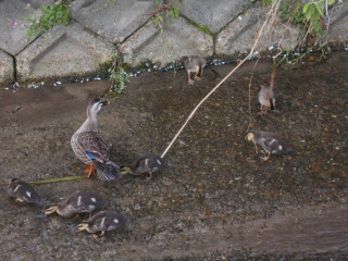 カルガモ一家　無事発見