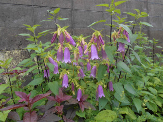 梅雨空や・・・