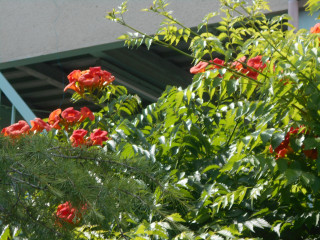 空梅雨と赤い花