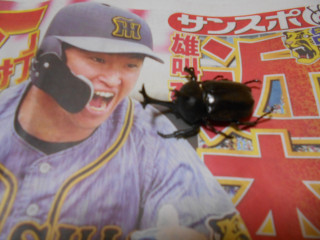 ホタルとアジサイとカブトムシ