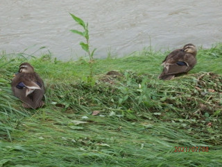 雨上がりの竜田川