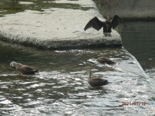 竜田川とカルガモ一家
