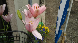 久ふりの投稿（花）