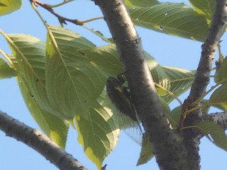 竜田川散策　　蝉しぐれ
