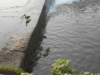 生駒神社　コロナ鎮静祈願
