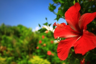 沖縄の名前を考える　　ｐ4　（奄美編）