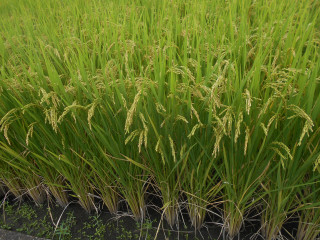 秋の気配をお届けします