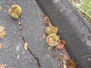 小さい秋見つけた