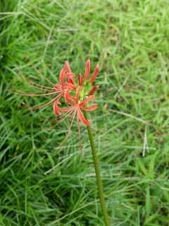 彼岸花が咲いていました　暇～人