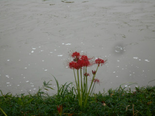 竜田川の彼岸花