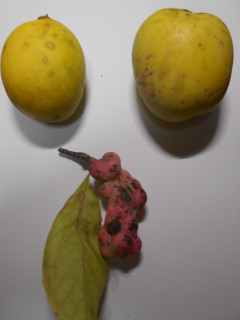 秋を探して散策