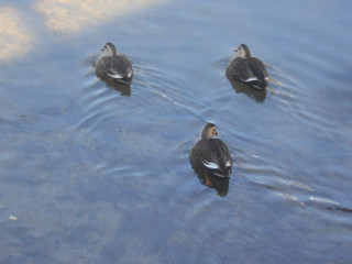 竜田川ぶらり歩き　