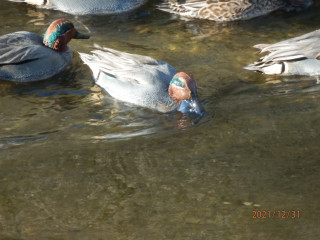 今年最後のバードウォッチング（竜田川）　　出舞
