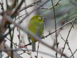 メジロが遊びにきていました　暇～人