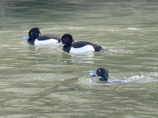 わたしも潜れます　暇～人