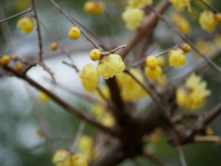 蝋梅が綺麗に咲いていました　暇～人