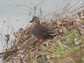 竜田川ぶらり歩き　1/25  出舞