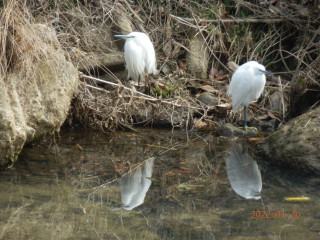 竜田川ぶらり歩き　1/26　　出舞