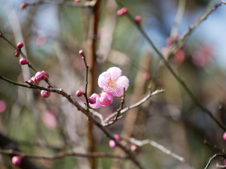 近所をぶらり散歩してきました。　暇～人