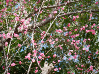 近所をぶらり散歩してきました。　暇～人