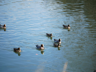 近所をぶらり散歩してきました。　暇～人
