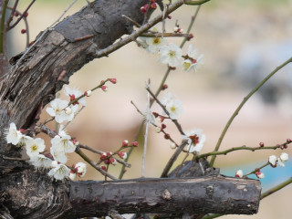 近所をぶらり散歩してきました。　暇～人