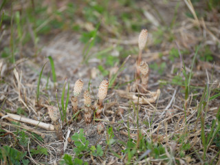 近所をぶらり散歩してきました。　暇～人