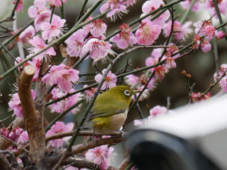 梅とメジロ　暇～人