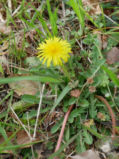 近所をぶらり散歩してきました。　暇～人