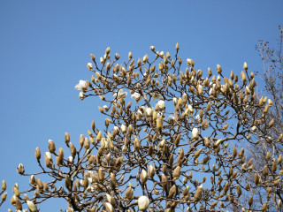 近所をぶらり散歩してきました。　暇～人