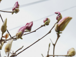 近所をぶらり散歩してきました。　暇～人